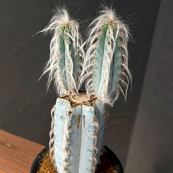 サボテン:ピロソケレウスグラウケスケンス4号鉢植え