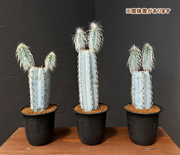 サボテン:ピロソケレウスグラウケスケンス4号鉢植え