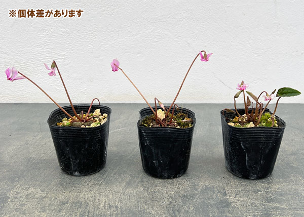 原種シクラメン:ネアポリタナム(ヘデリフォリウム)2.5号ポット