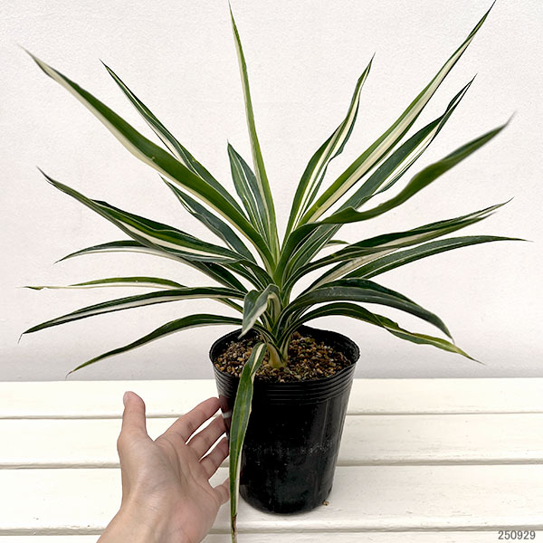 ユッカ:サムライソウル4号ポット