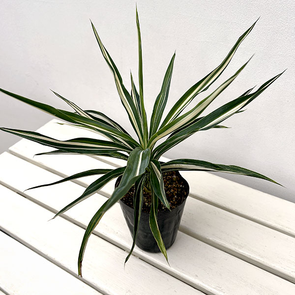 ユッカ:サムライソウル4号ポット