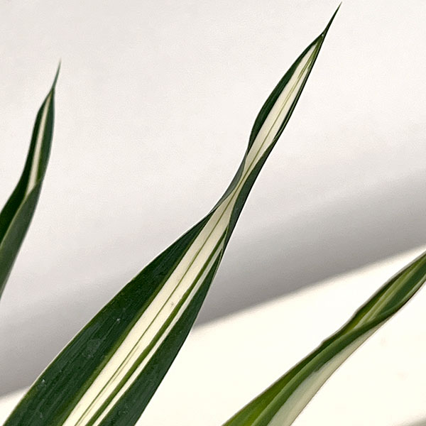 ユッカ:サムライソウル4号ポット