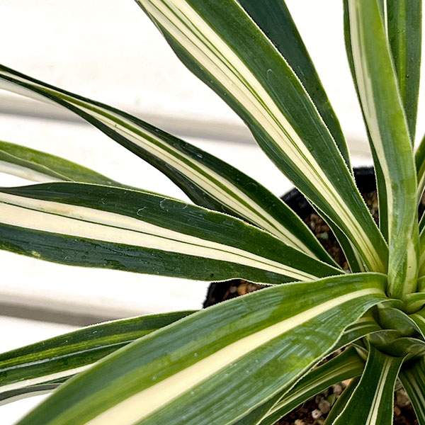 ユッカ:サムライソウル4号ポット