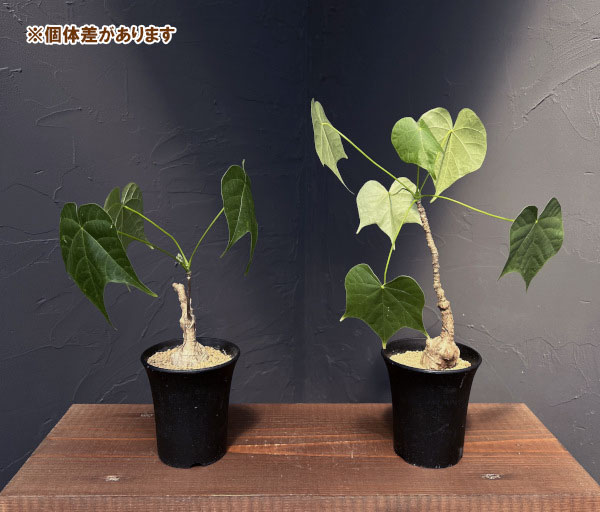 フィルミアナ:コロラータ 3号鉢植え