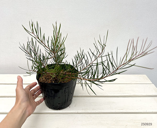 カリステモン:ピニフォリウス5号ポット