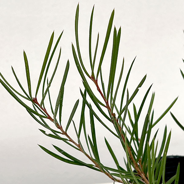 カリステモン:ピニフォリウス5号ポット