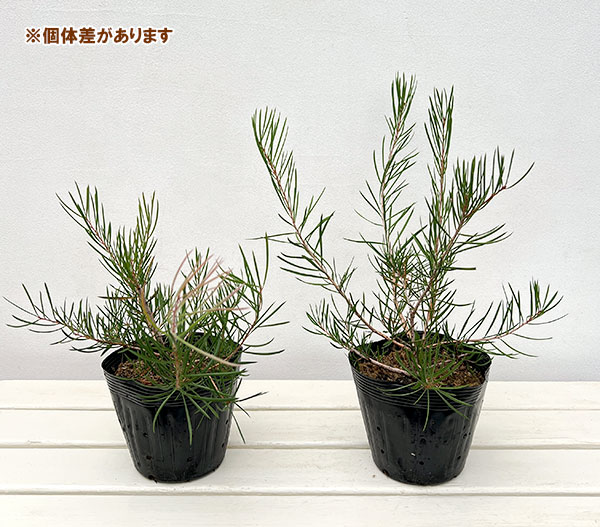 カリステモン:ピニフォリウス5号ポット