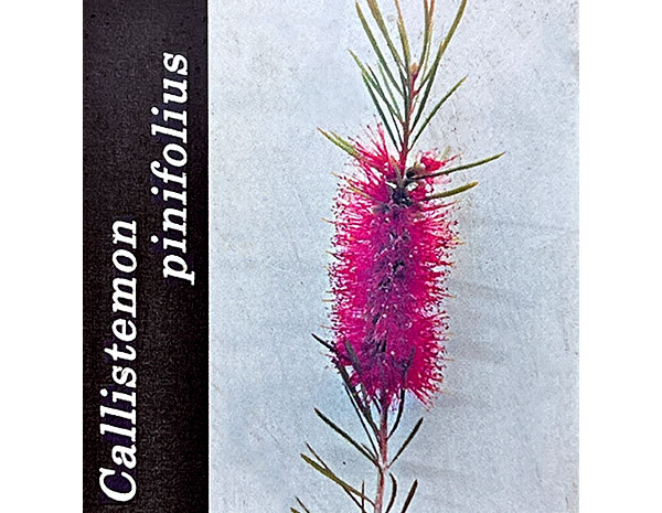 カリステモン:ピニフォリウス5号ポット