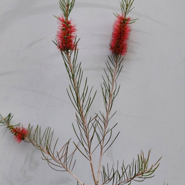 カリステモン:ピニフォリウス5号ポット