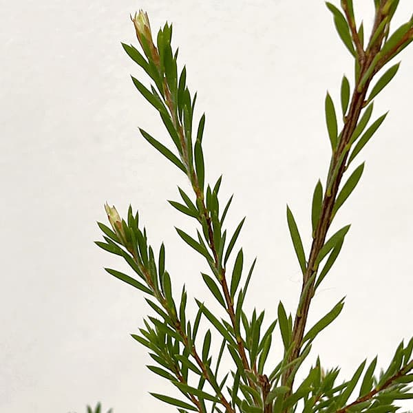 カリステモン:ロッキーランブラー5号ポット