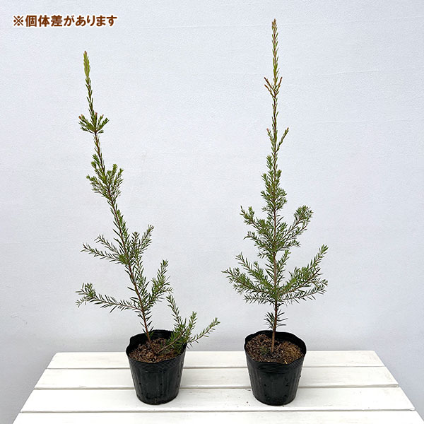 カリステモン:ロッキーランブラー5号ポット