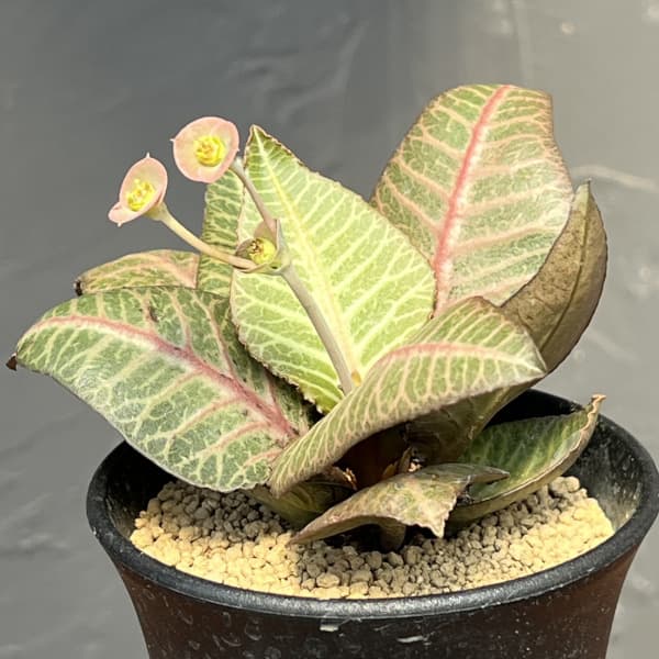 ユーフォルビア:フランコイシー 3号鉢植え25-21