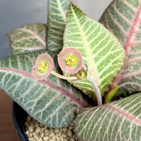 ユーフォルビア:フランコイシー 3号鉢植え25-21