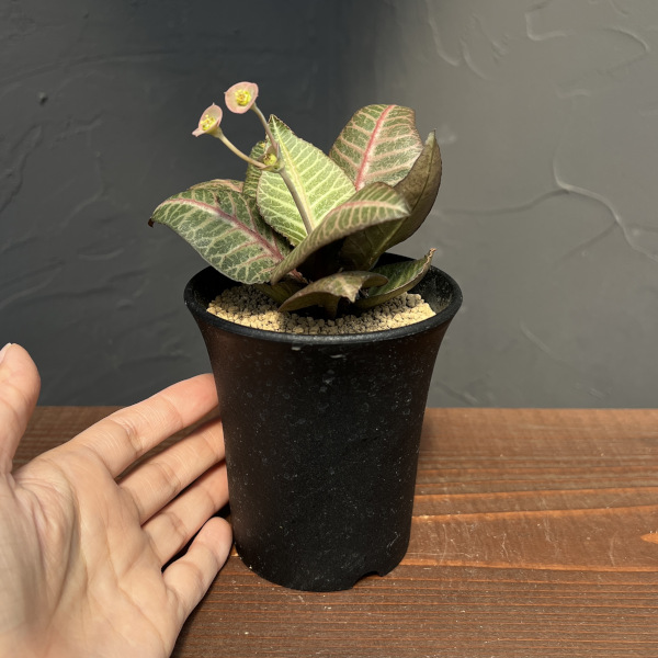 ユーフォルビア:フランコイシー 3号鉢植え25-21