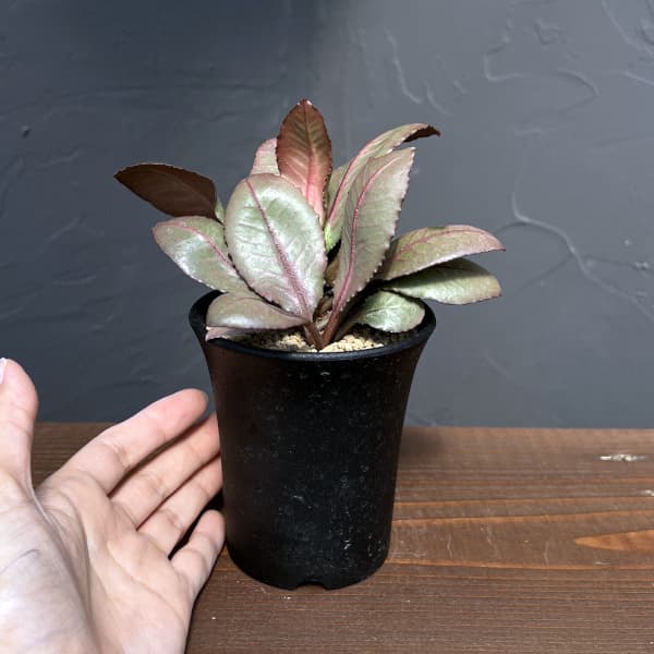 ユーフォルビア:フランコイシー 3号鉢植え25-24
