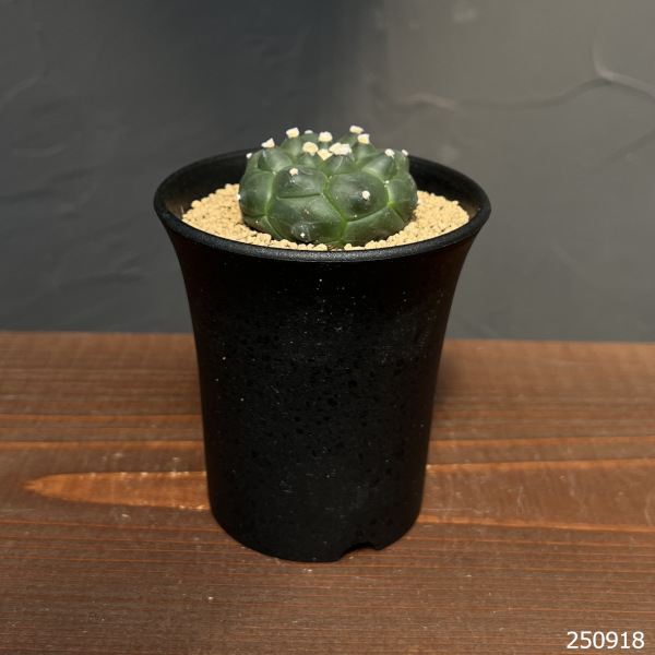 アストロフィツム:アステリアス亀甲兜丸(カブトマル)3号鉢植え