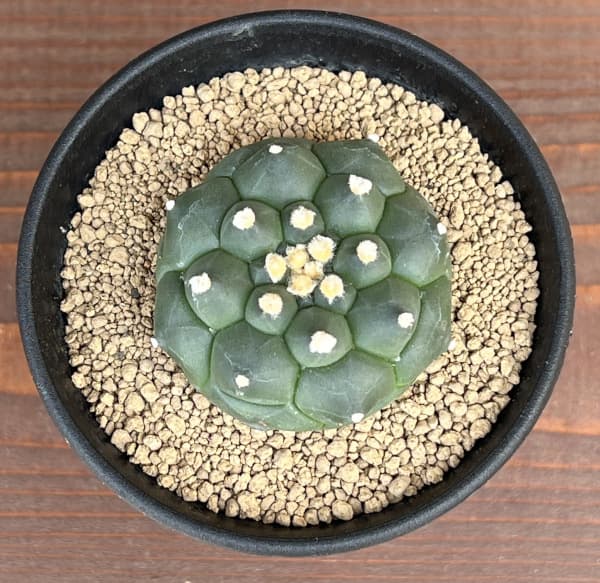 アストロフィツム:アステリアス亀甲兜丸(カブトマル)3号鉢植え