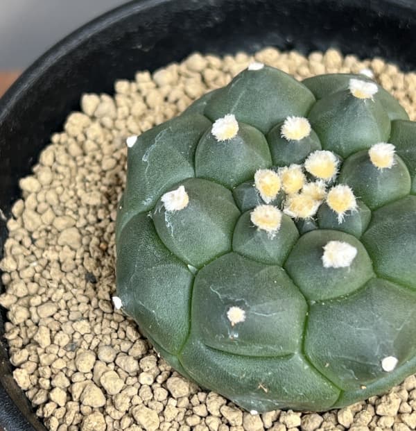アストロフィツム:アステリアス亀甲兜丸(カブトマル)3号鉢植え
