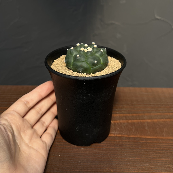 アストロフィツム:アステリアス亀甲兜丸(カブトマル)3号鉢植え