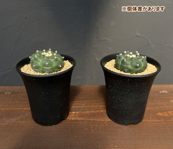 アストロフィツム:アステリアス亀甲兜丸(カブトマル)3号鉢植え