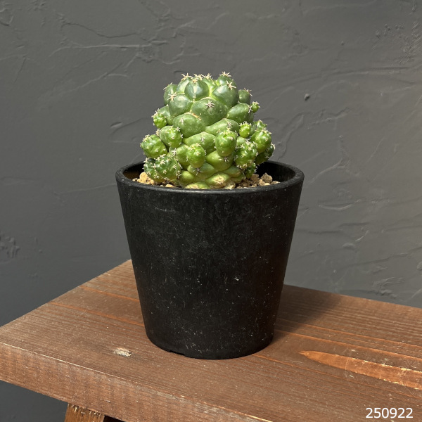 コリファンタ:エレファンティデンス短刺 3.5号鉢植え