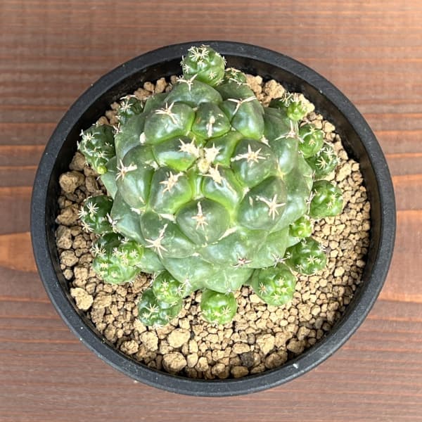 コリファンタ:エレファンティデンス短刺 3.5号鉢植え