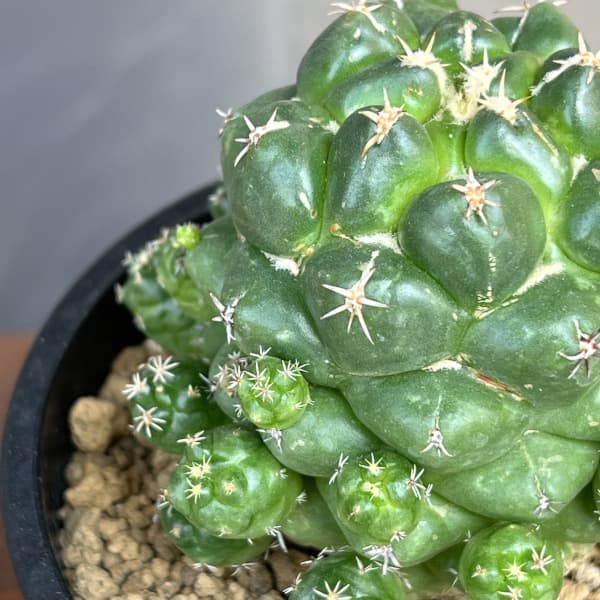 コリファンタ:エレファンティデンス短刺 3.5号鉢植え