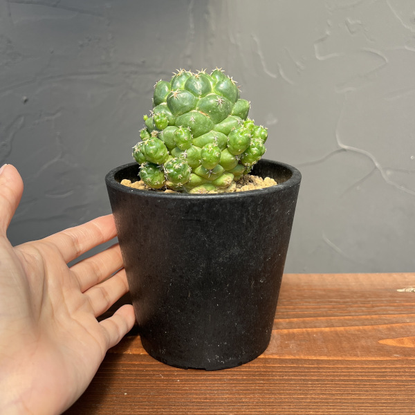 コリファンタ:エレファンティデンス短刺 3.5号鉢植え