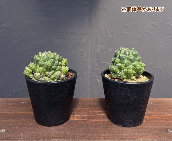コリファンタ:エレファンティデンス短刺 3.5号鉢植え