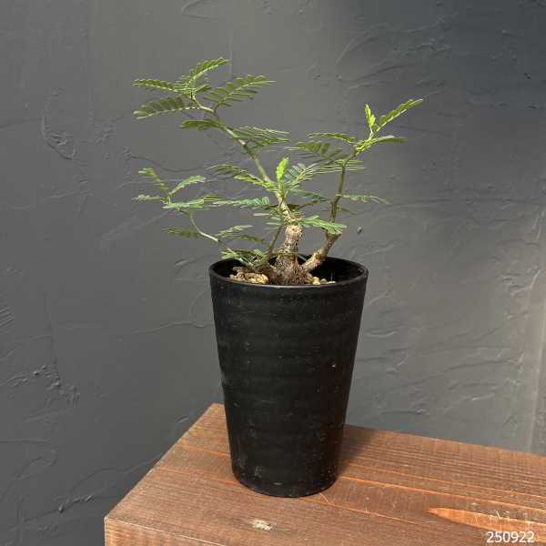 センナ:メリディオナリス 3.5号鉢植え