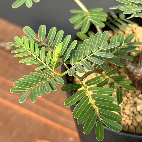 センナ:メリディオナリス 3.5号鉢植え