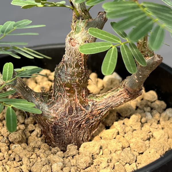 センナ:メリディオナリス 3.5号鉢植え