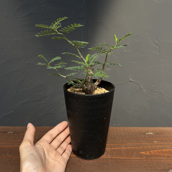 センナ:メリディオナリス 3.5号鉢植え