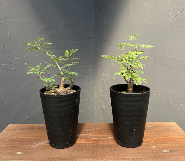 センナ:メリディオナリス 3.5号鉢植え
