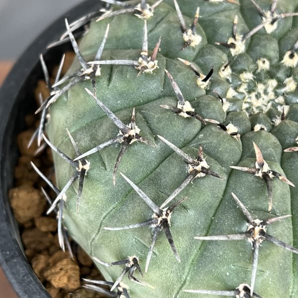 サボテン:ギムノカリキウム 黒刺鳳頭(クロトゲホウトウ) 3.5号鉢植え