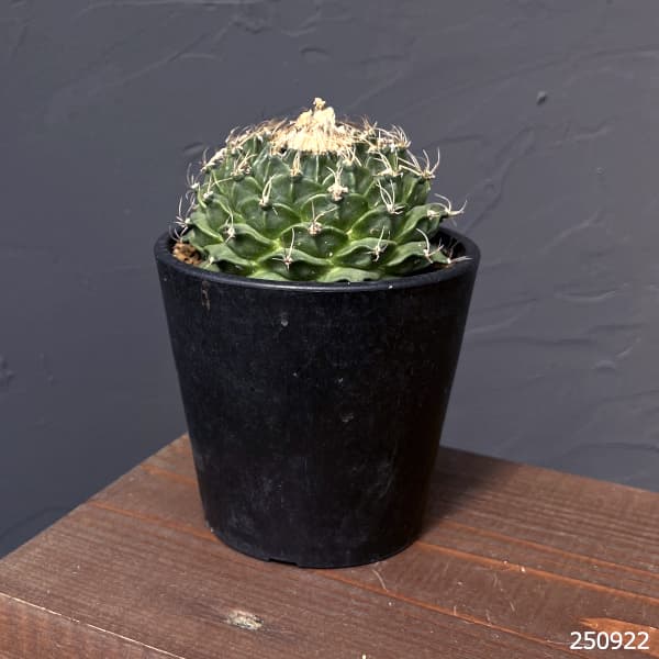 サボテン:オブレゴニア デネグリイ(帝冠) 3.5号鉢植え