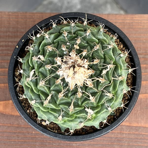 サボテン:オブレゴニア デネグリイ(帝冠) 3.5号鉢植え