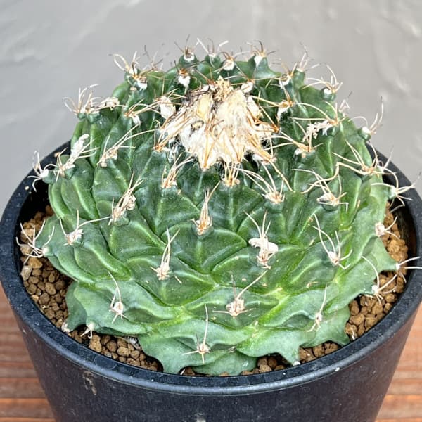 サボテン:オブレゴニア デネグリイ(帝冠) 3.5号鉢植え