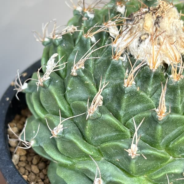 サボテン:オブレゴニア デネグリイ(帝冠) 3.5号鉢植え