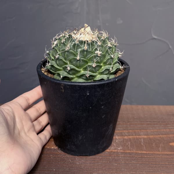 サボテン:オブレゴニア デネグリイ(帝冠) 3.5号鉢植え