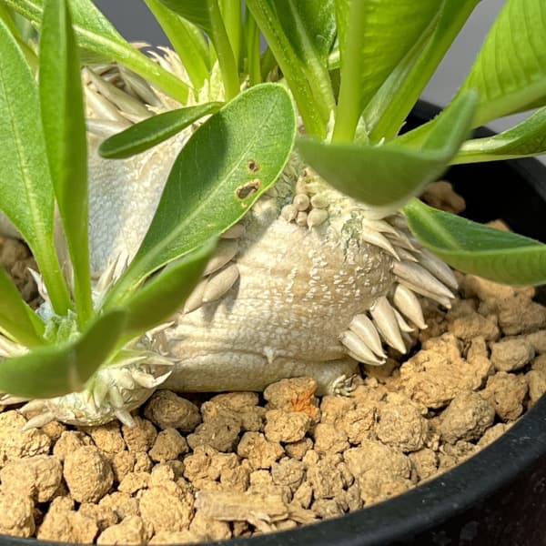 パキポディウム:ブレビカウレ 恵比寿笑い 3.5号鉢植え