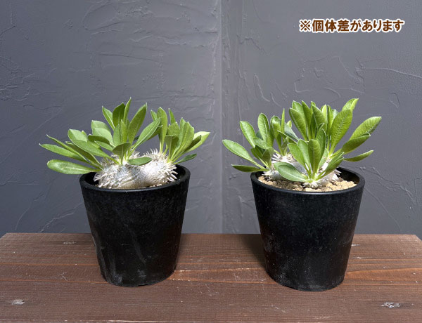 パキポディウム:ブレビカウレ 恵比寿笑い 3.5号鉢植え