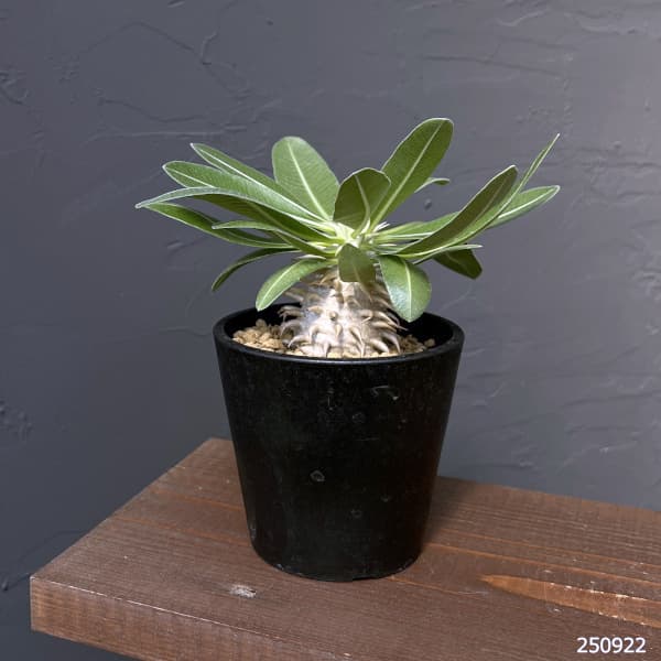 パキポディウム:エブレネウム 3.5号鉢植え