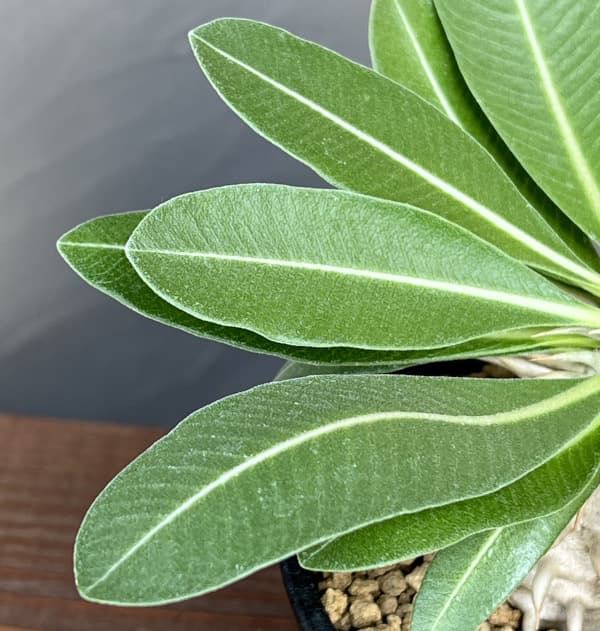パキポディウム:エブレネウム 3.5号鉢植え