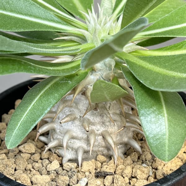 パキポディウム:エブレネウム 3.5号鉢植え