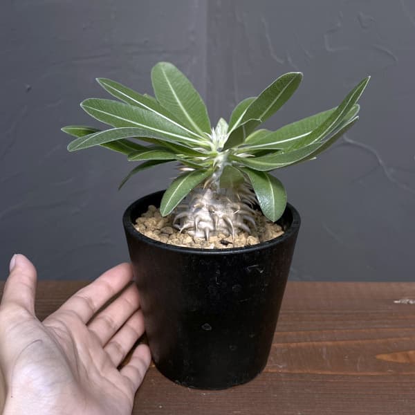パキポディウム:エブレネウム 3.5号鉢植え