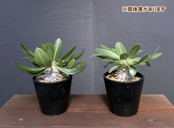 パキポディウム:エブレネウム 3.5号鉢植え