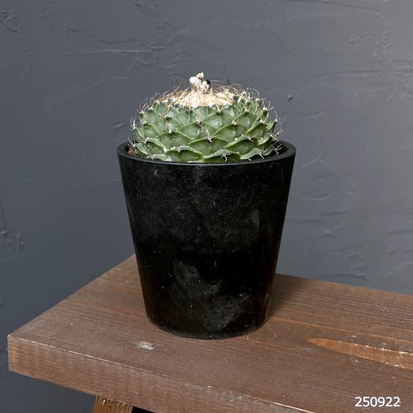 サボテン:オブレゴニア デネグリイ(帝冠) 4号鉢植え