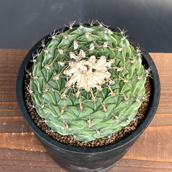 サボテン:オブレゴニア デネグリイ(帝冠) 4号鉢植え