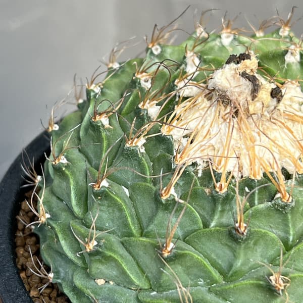 サボテン:オブレゴニア デネグリイ(帝冠) 4号鉢植え